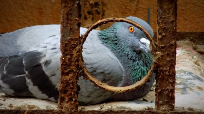 getting rid of pigeons problems at home poisoning pigeons 3