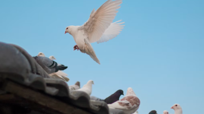 how to battle a bird infestation get rid of pigeons around your home on your roof 3