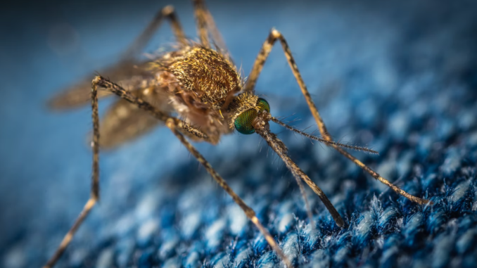 how to get rid of mosquitos and insects repellent how to get rid of mosquitos in your backyard