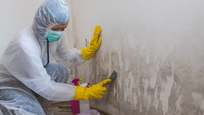 how to remove mold in your home quickly and easily mold removal