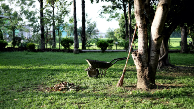 backyard tree care root rot how to take care of trees