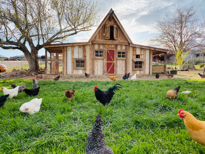 Full Beginner Guide On How To Start a Chicken Farm - Better HouseKeeper