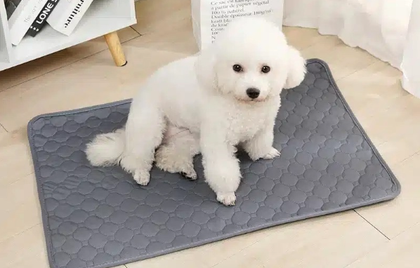 Reusable Dog Pee Pad Blanket: A Smarter, Cleaner Solution for Pet Parents